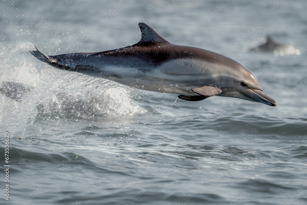 Fototapeta premium Common Dolphins Jumping Out of Water