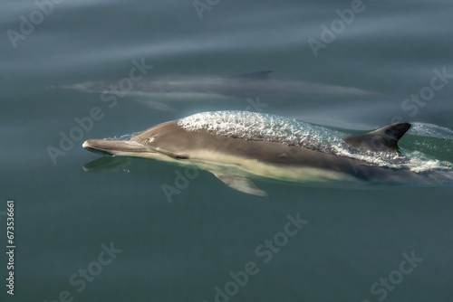 Common Dolphins Jumping Out of Water