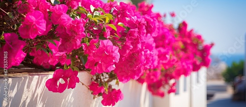 Fototapeta Naklejka Na Ścianę i Meble -  Greece s Imerovigli streets are adorned with stunning bougainvilleas in a lovely shade of fuchsia