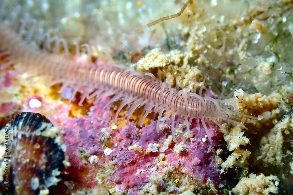 Striped paddle worm Striped paddle worm