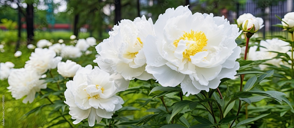 Obraz premium Peony s flowers in the garden are white during the seasons of summer and spring