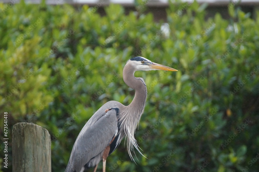 Fototapeta premium great blue heron