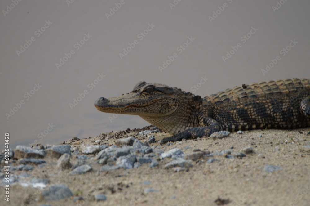 Naklejka premium alligator in the swamp