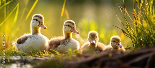 In the sunlight of summer a group of adorable ducklings with soft feathers can be seen standing beside their mother a mallard or wild duck Anas platyrhynchos on dry grass