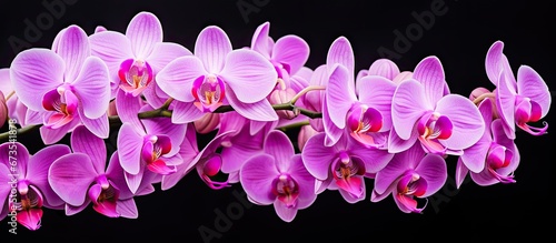 Thailand is known for its beautiful blossoms of orchid