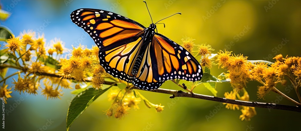 Butterflies Of Southwestern Ontario