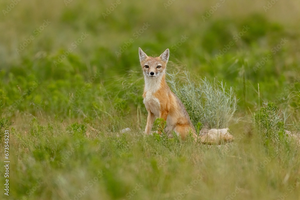 Naklejka premium Swift Fox