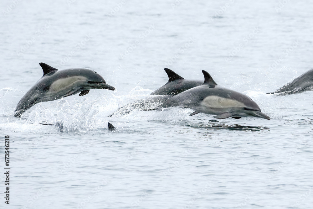 Fototapeta premium Dolphins Jumping Out of Water