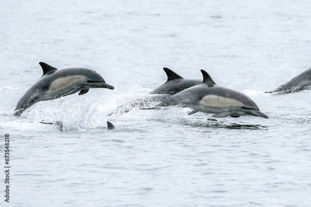 Dolphins Jumping Out of Water