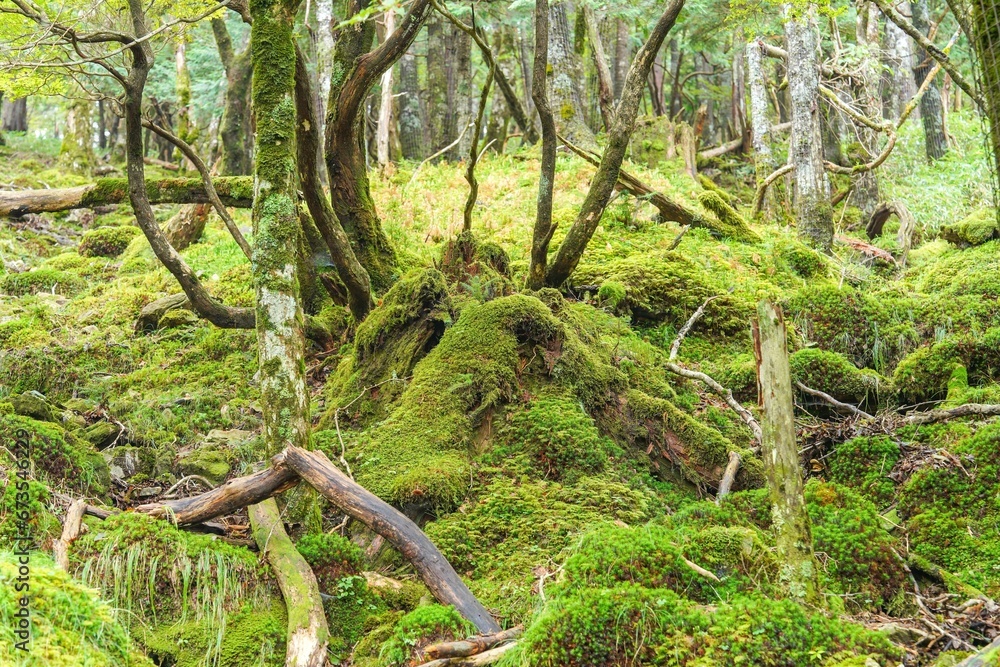 Obraz premium 大台ヶ原山で見たひっそりとたたずむ苔むした大きな倒木