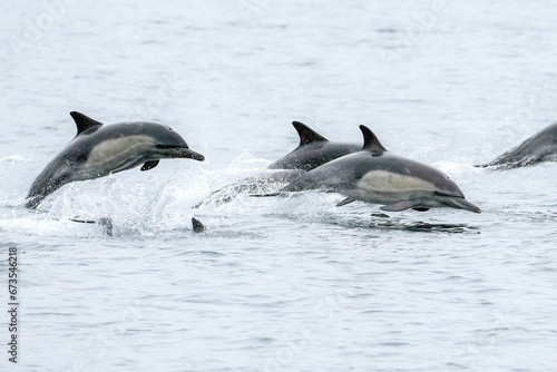 Dolphins Jumping Out of Water © kcapaldo