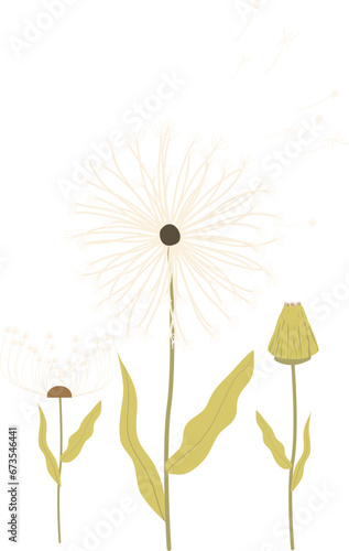 Fototapeta Naklejka Na Ścianę i Meble -  set of illustrations of yellow meadow flowers dandelion and green leaves. hand painted for design and invitations.