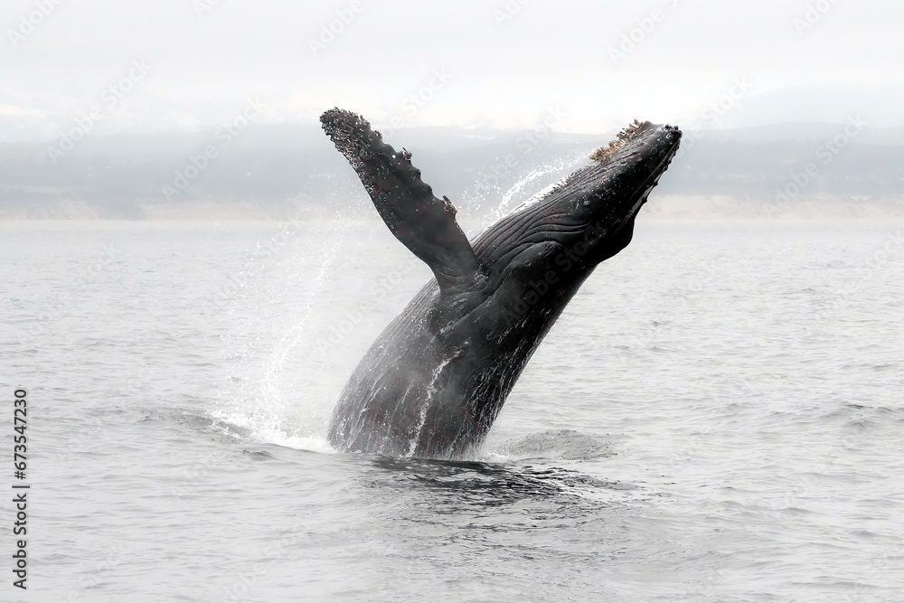Fototapeta premium Humpback Whale Lunging Out of Water
