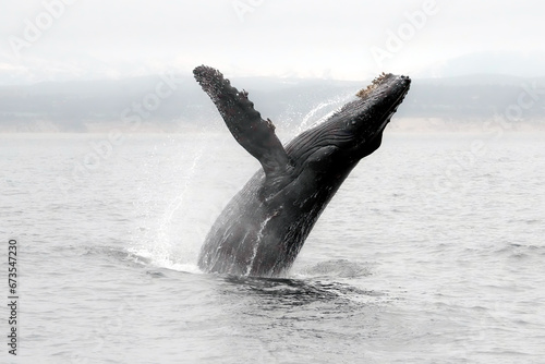 Humpback Whale Lunging Out of Water