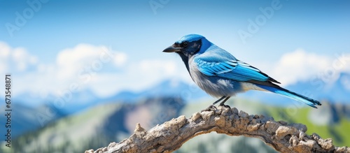 A perch is occupied by a jay with pinyon photo