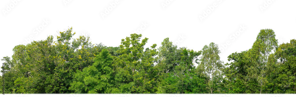 Green Trees isolated on white background.are Forest and foliage in summer for both printing and web pages with cut path and alpha channel.