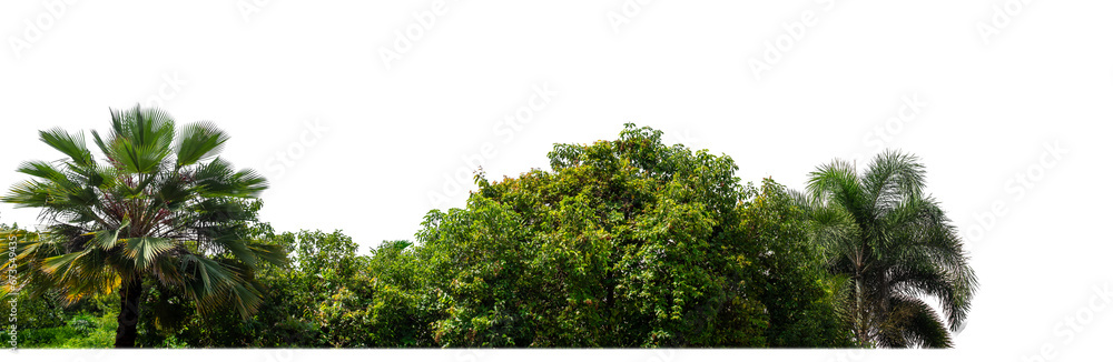 Green Trees on transparent background. are Forest and foliage in summer for both printing and web pages with cut path and alpha channel Green Trees on transparent background. are Forest and foliage in summer for both printing and web pages with cut path and alpha channel