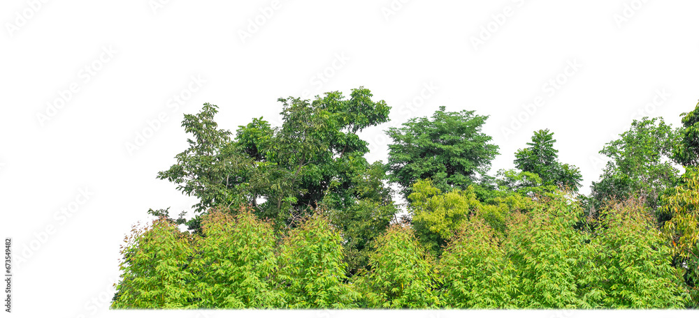 Fototapeta premium Green Trees on transparent background. are Forest and foliage in summer for both printing and web pages with cut path and alpha channel