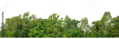 Green Trees isolated on white background.are Forest and foliage in summer for both printing and web pages with cut path and alpha channel.