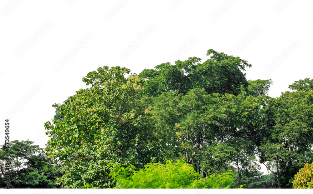 Shrubs isolated on transparent background with clipping path and alpha channel Shrubs isolated on transparent background with clipping path and alpha channel