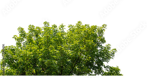 Green Trees on transparent background. are Forest and foliage in summer for both printing and web pages with cut path and alpha channel photo
