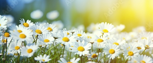 spring flowers background