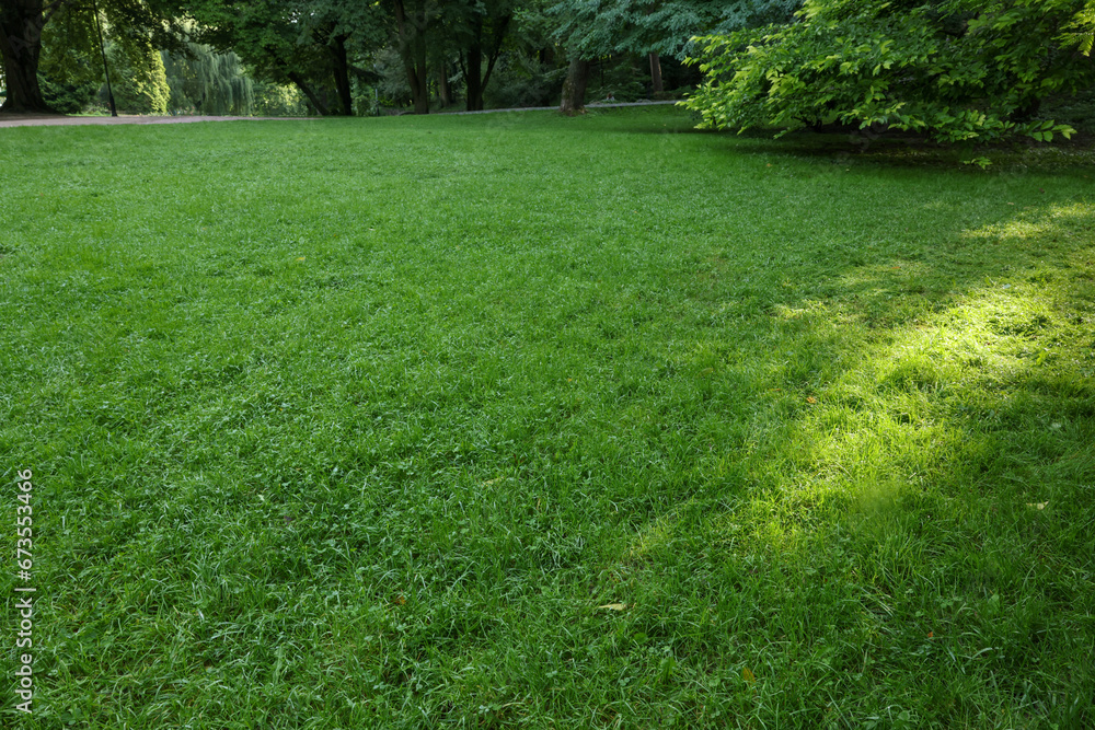 Obraz premium Fresh green grass growing in summer park
