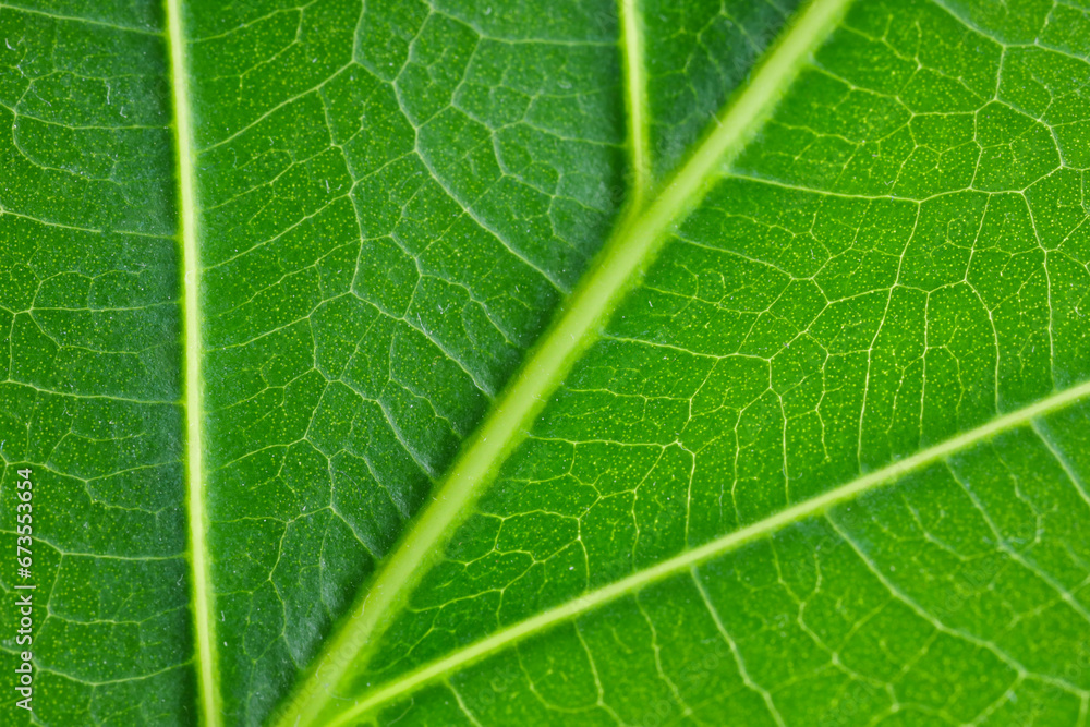Macro photo of green leaf as background Macro photo of green leaf as background