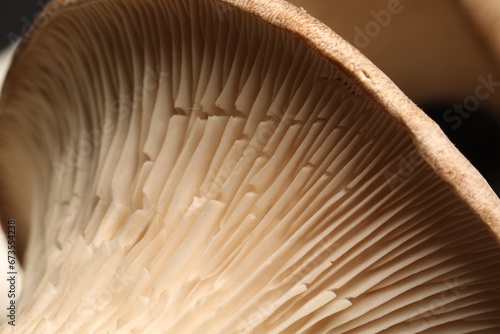Macro photo of fresh wild oyster mushroom
