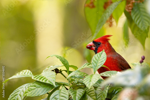 A northern cardinal (Cardinalis cardinalis) eating fruit from a wild coffee plant (Psychotria nervosa), a Florida native plant that attracts birds photo