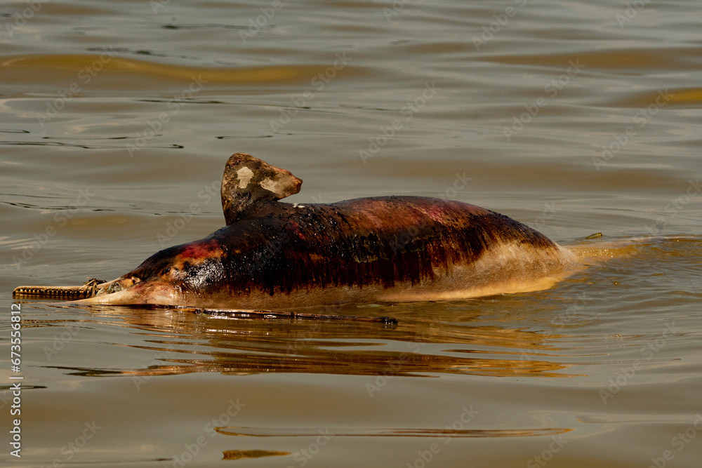 Fototapeta premium hippopotamus in water