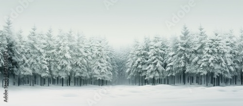 Evergreen trees create a verdant scene in the wintery woods © AkuAku
