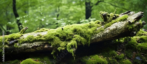 The fallen tree covered in moss is shown in a close up shot