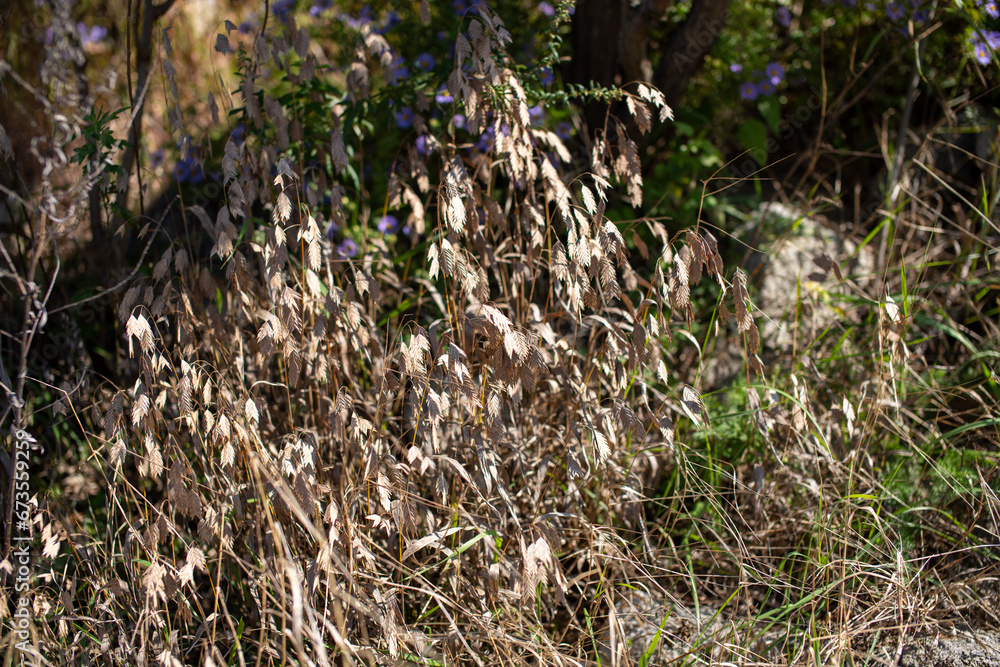 inland wood oats Chasmanthium latifolium inland wood oats Chasmanthium latifolium