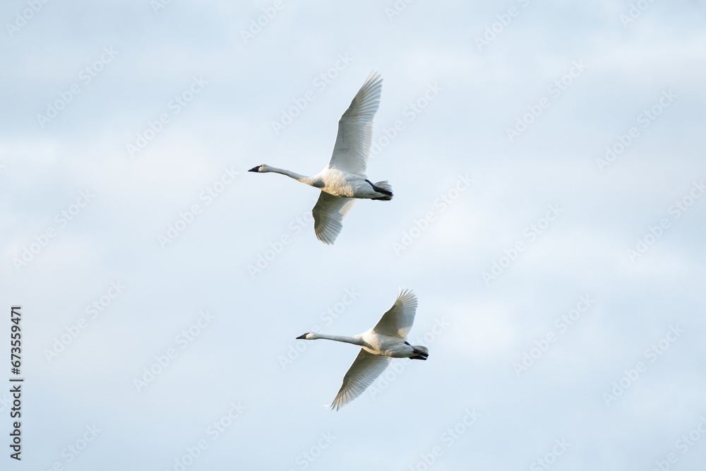 Fototapeta premium Swans in Flight