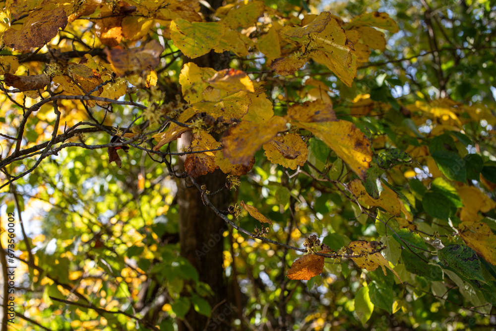 common witch-hazel Hamamelis virginiana common witch-hazel Hamamelis virginiana