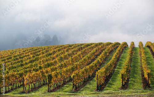Looking over lines of golden rows of vines split by green grass, evening light warming the fall colors, in an Oregon vineyard. © Jennifer L Morrow
