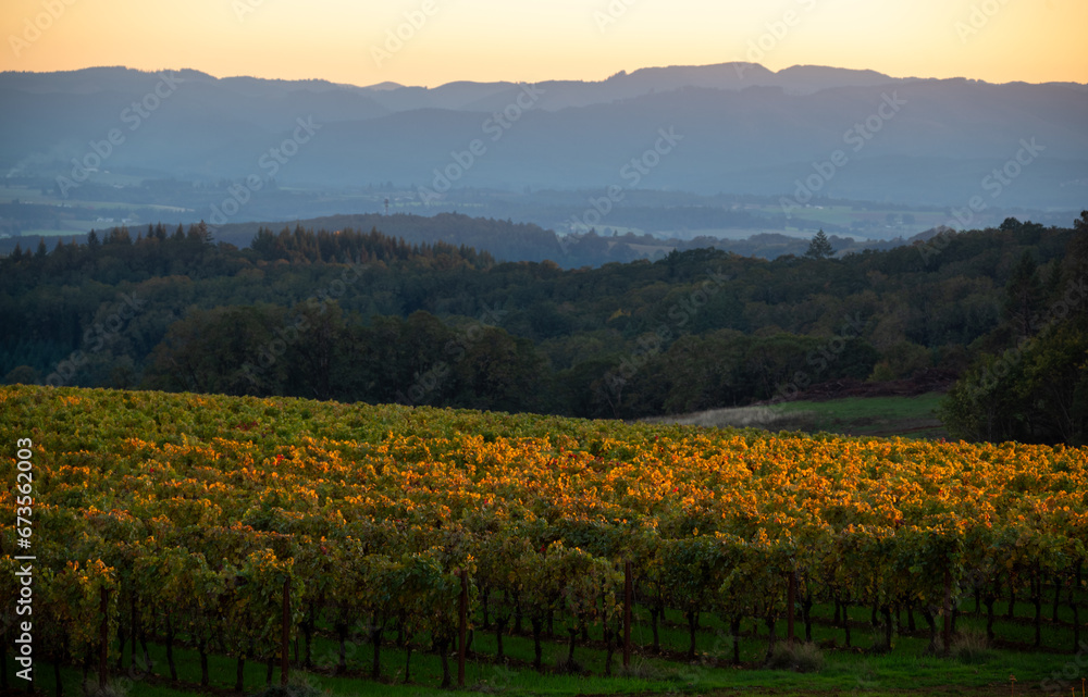 Sunset glows along the tops of golden vines in an Oregon vineyard, dark trees and hills in the background.