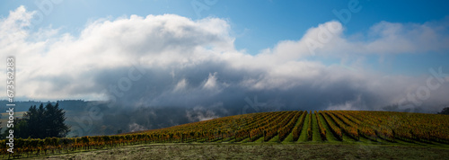 A hill of golden vines is touched by morning mist under heavy clouds in late fall in Oregon.
