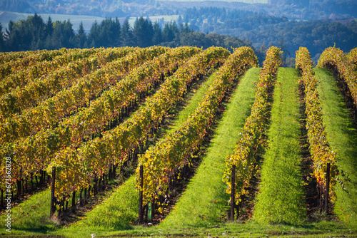 Looking over lines of golden rows of vines split by green grass  evening light warming the fall colors  in an Oregon vineyard.