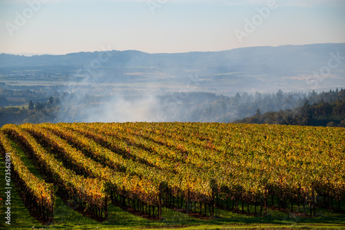 Looking over lines of golden rows of vines split by green grass, evening light warming the fall colors, in an Oregon vineyard.