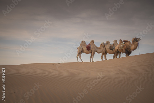 In China's Inner Mongolia, desert camel at sunset, Baotou, China