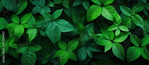 The foliage has a vibrant green backdrop