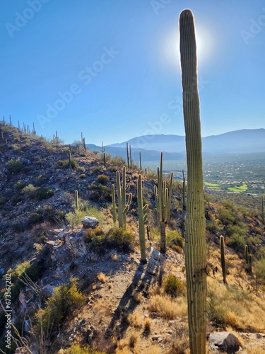 Saguaros on a desert ridge at edge of city