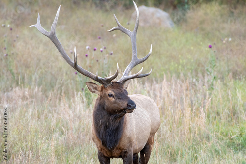 A bull elk stands in in a meadow and looks into the distance in Colorado.