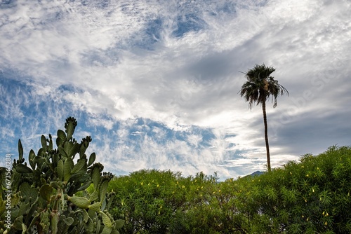Cactus skies and clouds over Palm Springs