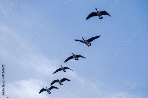 Squadron of geese