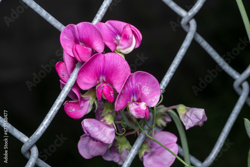 broad-leaved sweet pea flowers  photo