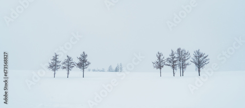 Fototapeta Naklejka Na Ścianę i Meble -  Beautiful Mild Seven Hills tree with Snow in winter season at Biei Patchwork Road. landmark and popular for attractions in Hokkaido, Japan. Travel and Vacation concept