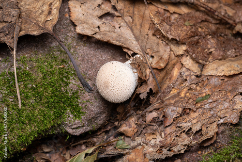 puffball mushroom photo